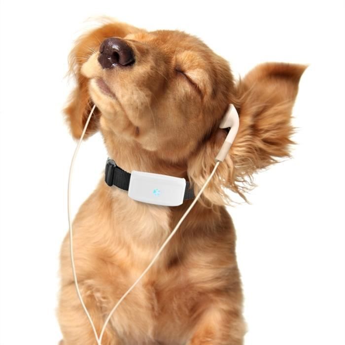 Electrique Collier De Chien Etanche Avec Traqueur Gps Anti Perdue Pour Chien Chat Noir Cdiscount Electrique Collier De Chien Etanche Avec Traqueur Gps Anti Perdue Pour Chien Chat Noir Cdiscount