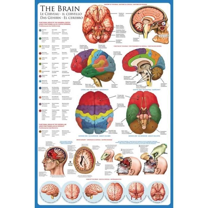 Empire - Poster éducatif Sur Le Cerveau Humain En 5 Langues (61x91,5cm) - Avec Cadre Amovible Multicolore