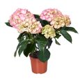 Hydrangea macrophylla 'Early Rosa' – Hortensia – Arbuste - Rustique – D14 cm - H30-40 cm-1