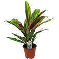 Cordyline Fruticosa “Kiwi” Épinard Hawaïen pour la Maison ou le Bureau (de 30 à 40 cm pot inclus)-0