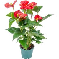 Anthurium 'Aristo' Red– Flamingo Plant - Plante d'intérieur - Entretien facile - D12 cm - H30-40 cm