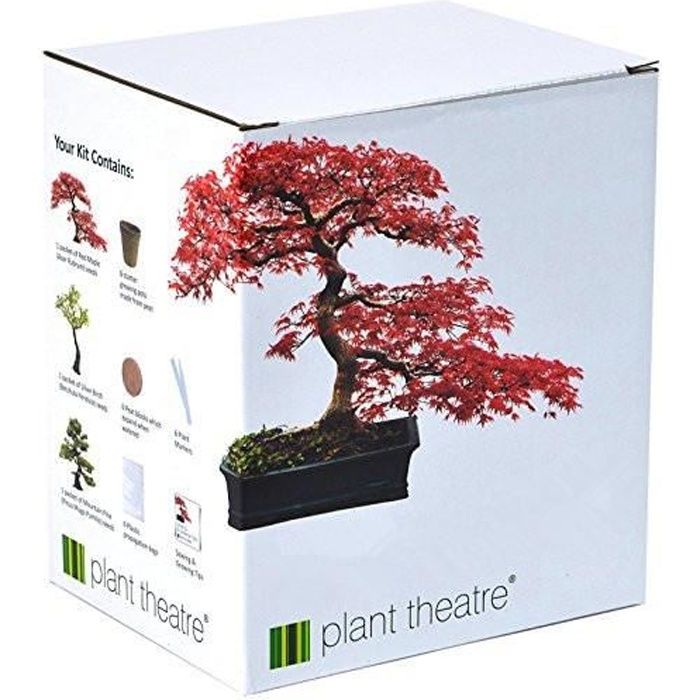 Plant Theatre Bonsai Trio Kit Ensemble de 3 bonsaïs à faire pousser