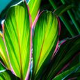 Cordyline Fruticosa “Kiwi” Épinard Hawaïen pour la Maison ou le Bureau (de 30 à 40 cm pot inclus)-1