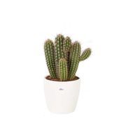 Cactus et plante grasse – Pilosocereus en pot de fleur blanc comme un ensemble – Hauteur: 50 cm X033