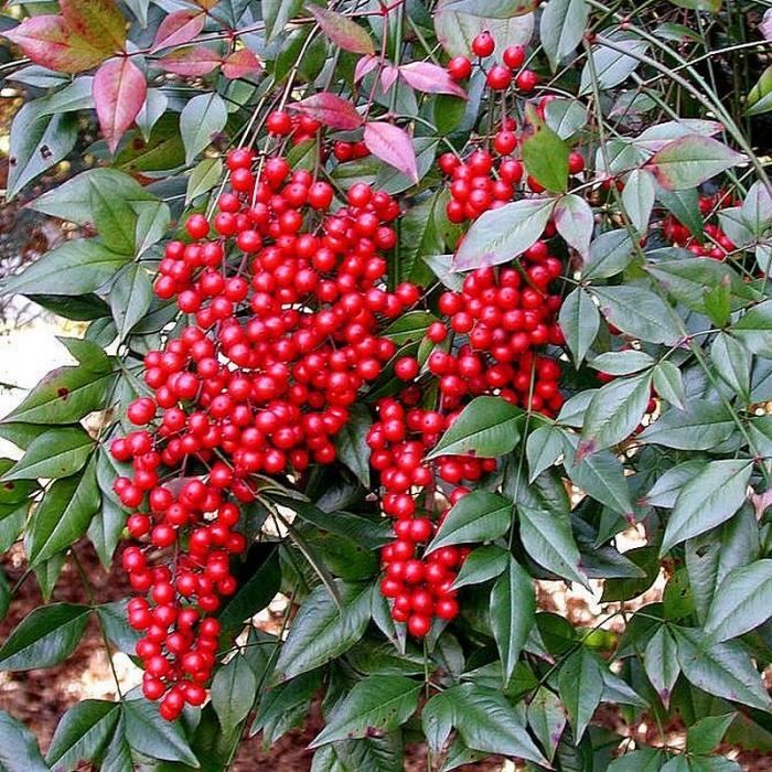 Nandina domestica 'Richmond' - Bambou sacré à baies rouges