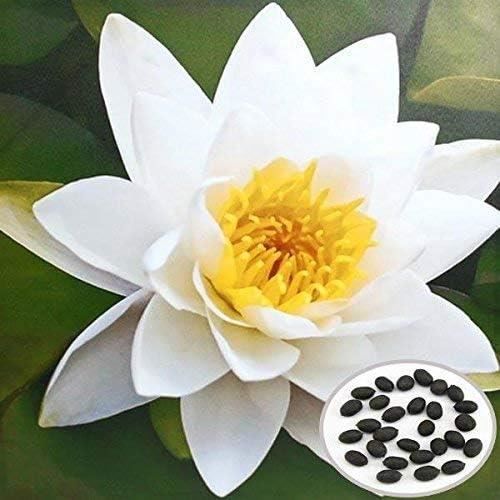 Planteur Bol En Céramique Bleu Et Blanc Style Lotus - Pour Culture Hydroponique, Jardin, Balcon, Bureau (16-17 Cm)