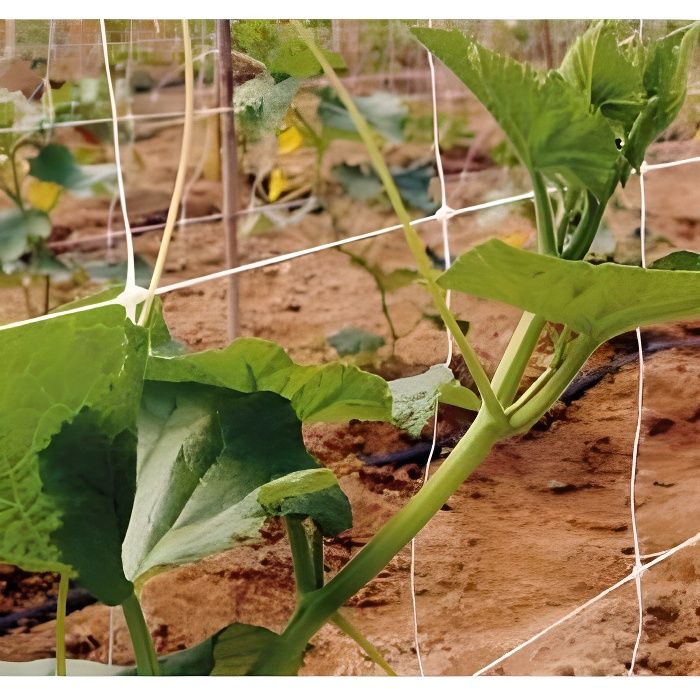 TENAX Filet à Ramer Flora Vert 2,00x20 M - Support Idéal Pour Tomates, Haricots Et Plantes Grimpantes Au Potager