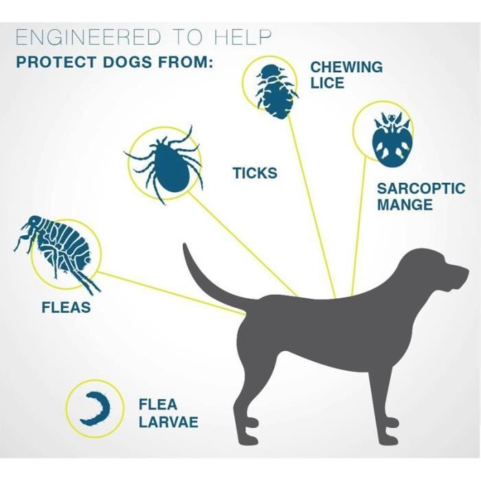 UIEXAY 2Pcs Collier Anti Puces Pour Chat, 8 Mois De Protection Efficace