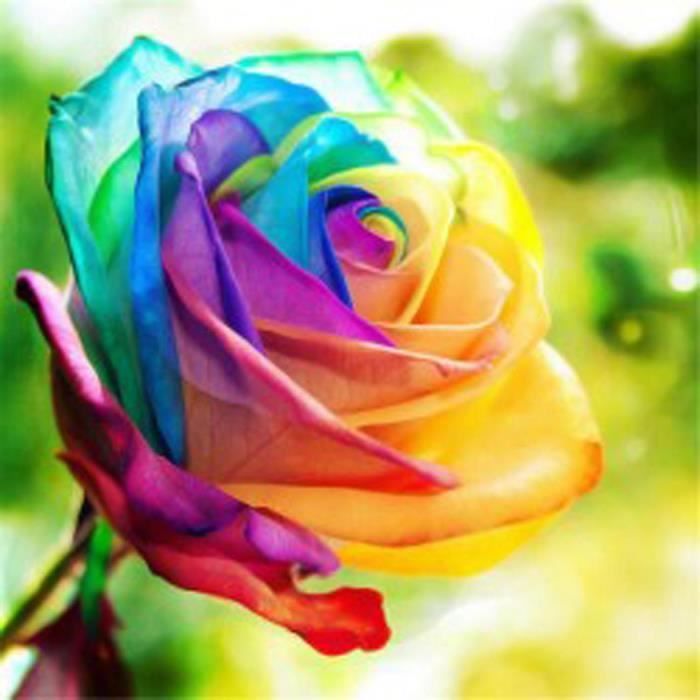 200Pcs Colorful Rainbow Rose Fleur Graines Jardin Plantes Multi-couleur 
