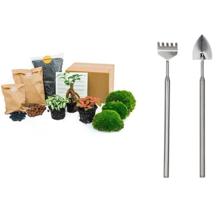 Kit De Terrarium Végétal Bonsaï 3 Plantes De Terrarium Recharge Et