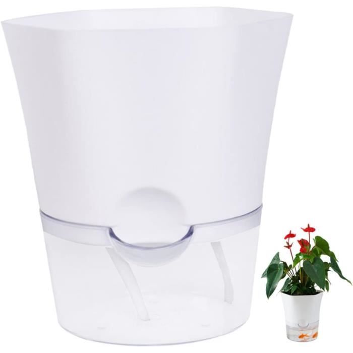 Orchidée Phalaenopsis Violette Morelia - Pot 9 Cm, Plante D'Intérieur Fleurie, Multiflora, Cadeau Déco