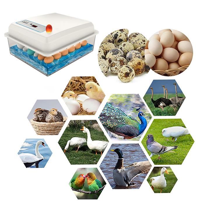 Comparer les prix de Couveuse Oeuf Automatique 20 Oeufs, Incubateur Automatique à Retournement, Contrôle Automatique De La Température A4