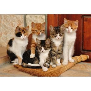 Papier Peint Chat Cdiscount Papier Peint Chat Cdiscount