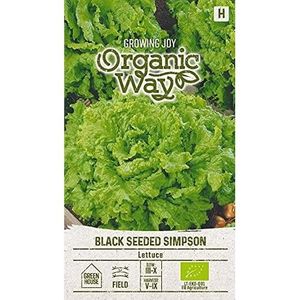 GRAINE - SEMENCE Organic Way | Salat Black Seeded Simpson Des Grain