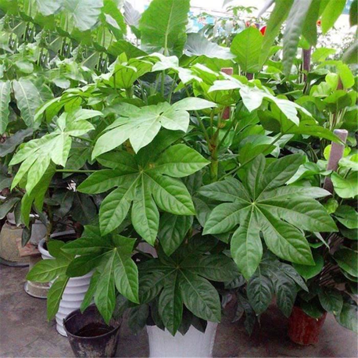 TEMPSA 240 Pcs Graines arbre de Fatsia jardin extérieur bureau décoration