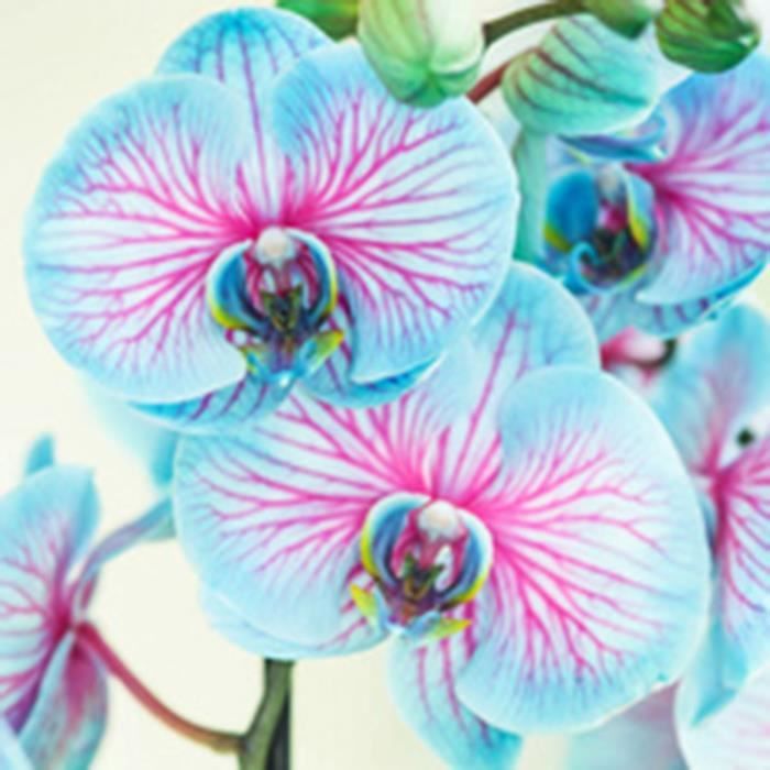 GRAINE - SEMENCE Graines de fleurs 200 pcssac à croissance rapide Parfumées Floraison de style-Phalaenopsis Seeds 1