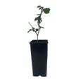 Plant Murier Reuben Premium Pot de 2L-1