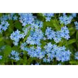 500 Graines de Myosotis Royal Bleu - plantes fleurs- semences paysannes-0