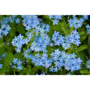 GRAINE - SEMENCE 500 Graines de Myosotis Royal Bleu - plantes fleurs- semences paysannes