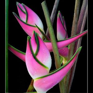 Strelitzia Seeds Oiseau Du Paradis Fleurs3 Achat Vente