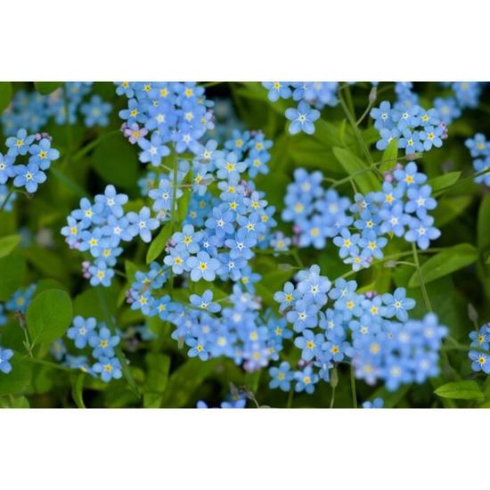 500 Graines de Myosotis Royal Bleu - plantes fleurs- semences paysannes