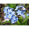500 Graines de Myosotis Royal Bleu - plantes fleurs- semences paysannes-1