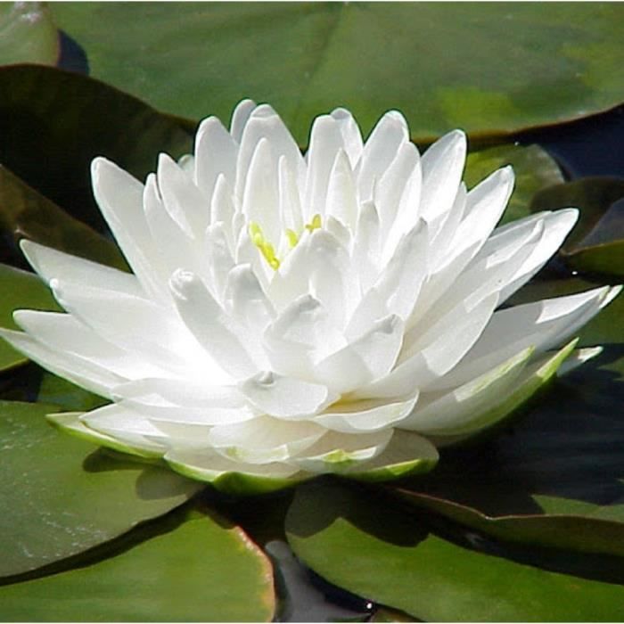 lot de 5 graines fleur de nenuphar coloris blanche coeur jaune plante de bassin aquatique
