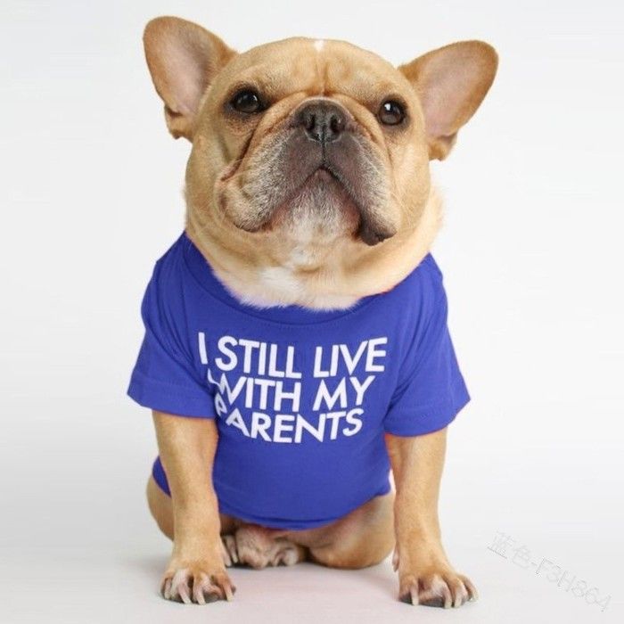 Comparer les prix de T-Shirt pour Chien avec la Phrase: Je vis Toujours chez Mes Parents (Bleu XL)