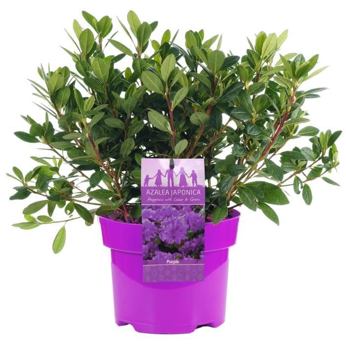 GardenersDream 1 x Azalée 'Geisha Rose' - Plantes Vivaces AZALEE DU