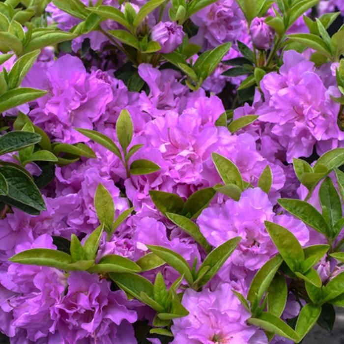 GardenersDream Azalée 'Geisha Violet' - Plante Vivace En Pot Pour Jardin Et Balcon