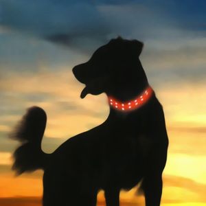Collier clignotant pour chien - France