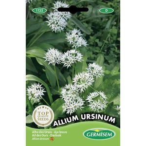 GRAINE - SEMENCE Germisem Graines Ail Des Ours Allium Ursinum[z80]