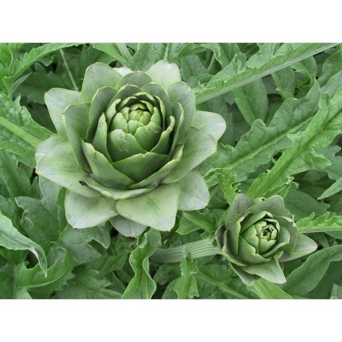 Graines D Artichaut Gros Vert De Laon Tete De Chat Achat