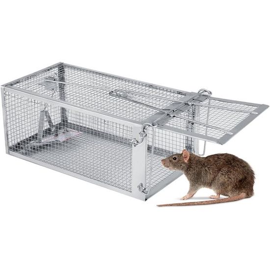 Pige Rat Jardilandnull