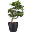 Bonsai plantes 20pcs intérieur extérieur Fleurs en Pot Jardinage décoration d/'intérieur