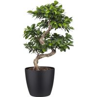 bonsaï – Bonsaï en pot de fleur noir comme un ensemble – Hauteur: 70 cm XE51
