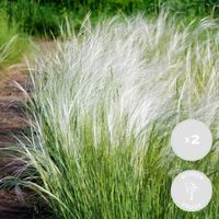 2x Stipa tenuifolia 'Ponytails' - Herbe à plumes - Rustique - D13 cm - H20-25 cm