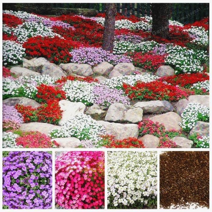 Version MIX - 00 Pièces Rare Roche Cress Bonsaï Plante Grimpante Rampante Thym Vivace Couvre-Sol Fleur Pour Maison Jardin #90 #15