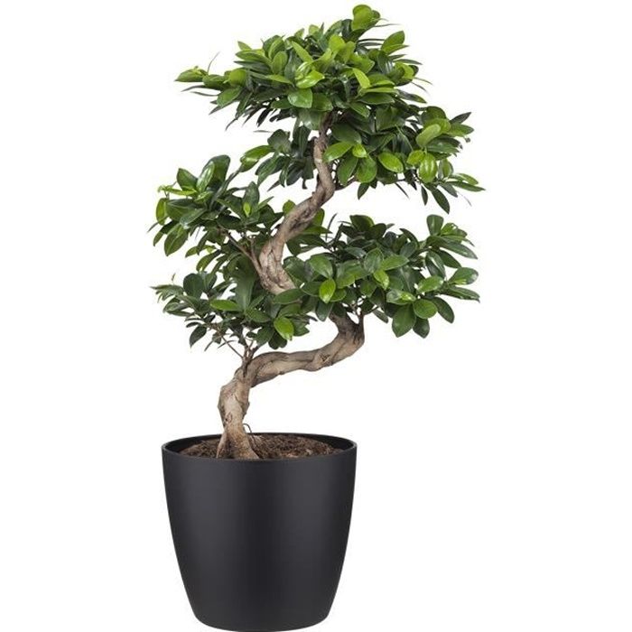 Bonsai De Botanicly Bonsai En Pot De Fleur Noir Comme Un Ensemble Hauteur 70 Cm Ficus Gin Seng Plante Naturelle Achat Vente Plante Poussee Ficus Gin Seng A Cdiscount