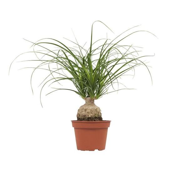 Arbres dint/érieur de Botanicly Yucca Hauteur: 35 cm 4 /× M/élange de plantes vertes tropicales Ficus GinSeng Beaucarnea Pachira