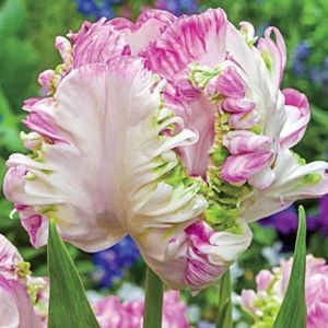 BULBE 5pcs bulbes de tulipes roses excellent choix pour la décoration de la maison adapté à tous ceux qui veulent planter une petite [273]