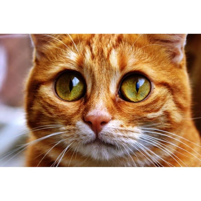 Poster Affiche Chat Botte Chat Roux Grands Yeux Mignon 91cm X 137cm Cdiscount Maison