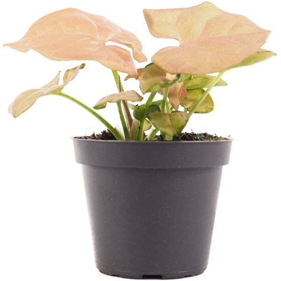 Syngonium Neon Robusta, plante en pot, plante d'intérieur vivante,  coloration incroyable, facile à cultiver, rose, ~ 6 cm[533] - Cdiscount  Maison