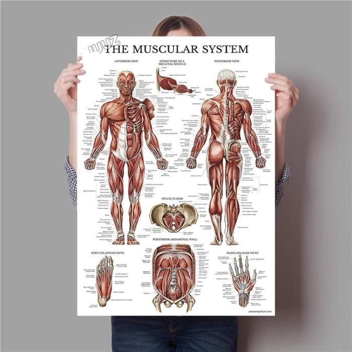 Posters Anatomie Humaine Système Musculaire Affiche Impression d'art Corps  Humain Photo Éducation avec cadre 40x60cm[3564]