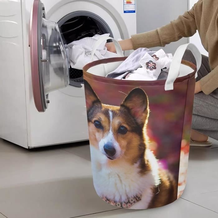 Linge chien online