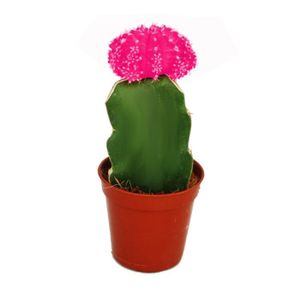 PLANTE POUSSÉE Gymnocalycium mihanovichii - cactus à la fraise - rose - pot de 5,5cm