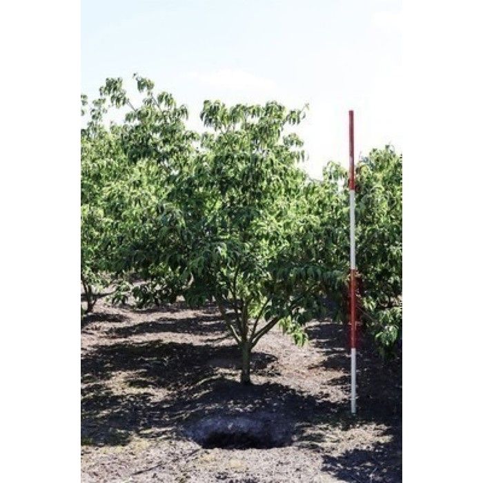 Cornus kousa Chinensis - Cornouiller De Chine 50- 60 cm en pot