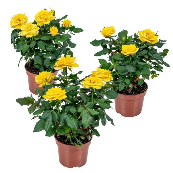3x Pot Rose Rouge - Rosa - Magnifique Plante D'Intérieur Et Terrasse - Diamètre 12cm, Hauteur 20-30cm