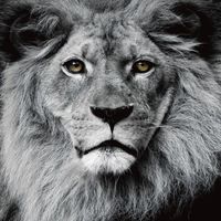 Fine Asianliving Tableau sur Toile sur Verre de Sécurité Imprimé Le Roi Lion Noir et Blanc L 80 x H 80 cm