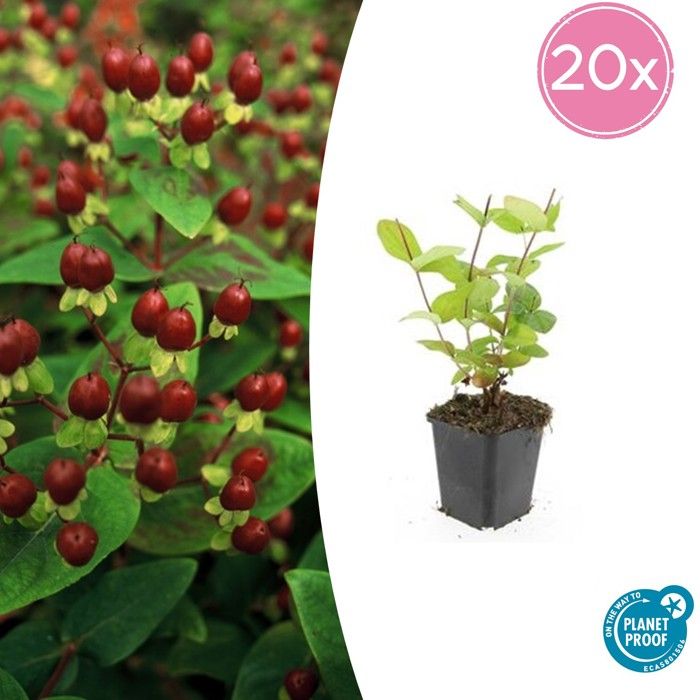 Compact Hypericum ComfortXL - Hypericum inodorum 'Beauty' - Arbuste compact - Fleurs ...